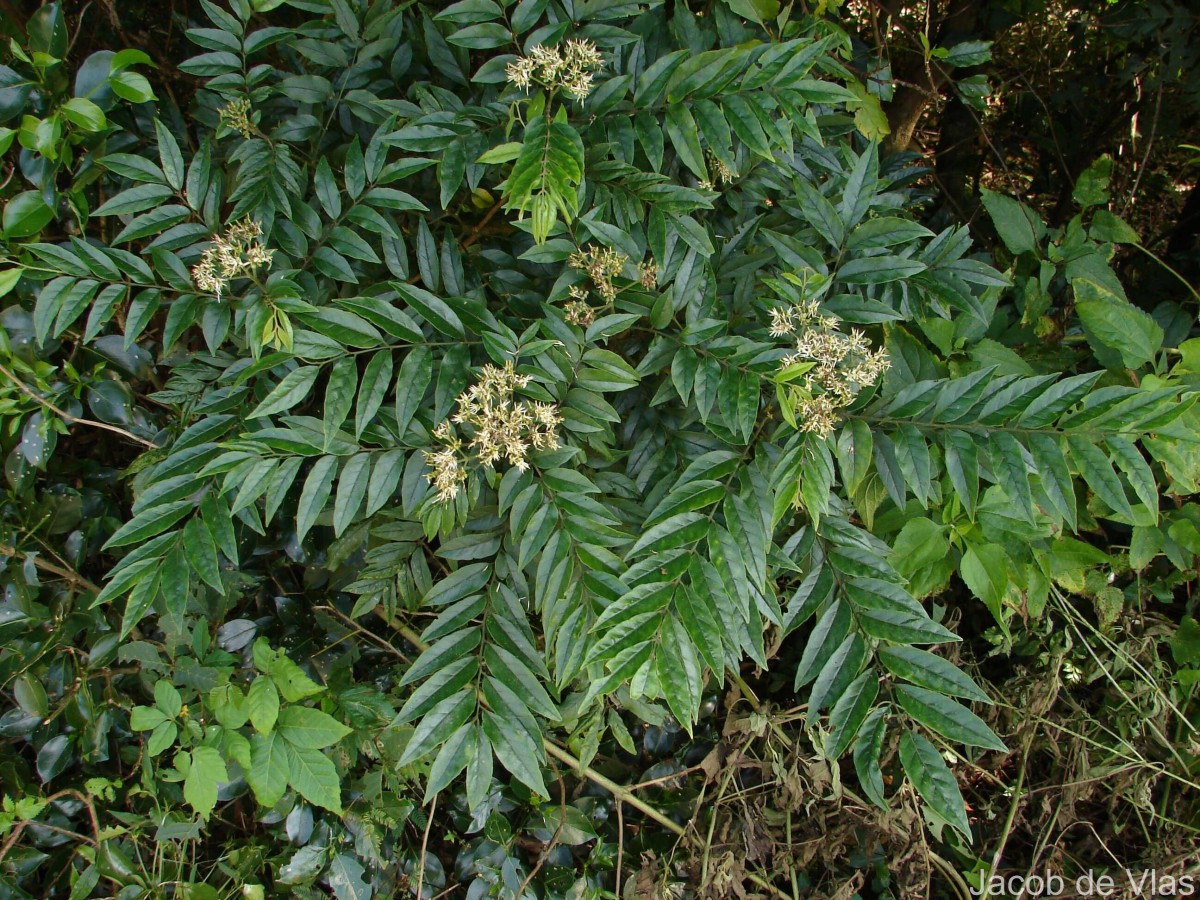 Micromelum minutum (G.Forst.) Wight & Arn.